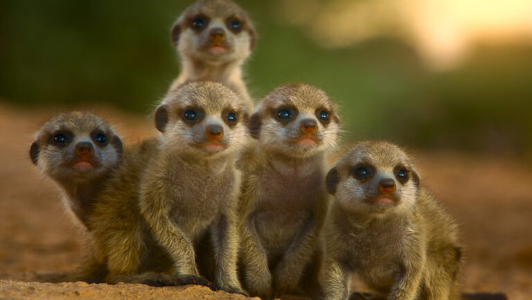 The Secret Lives of Animals